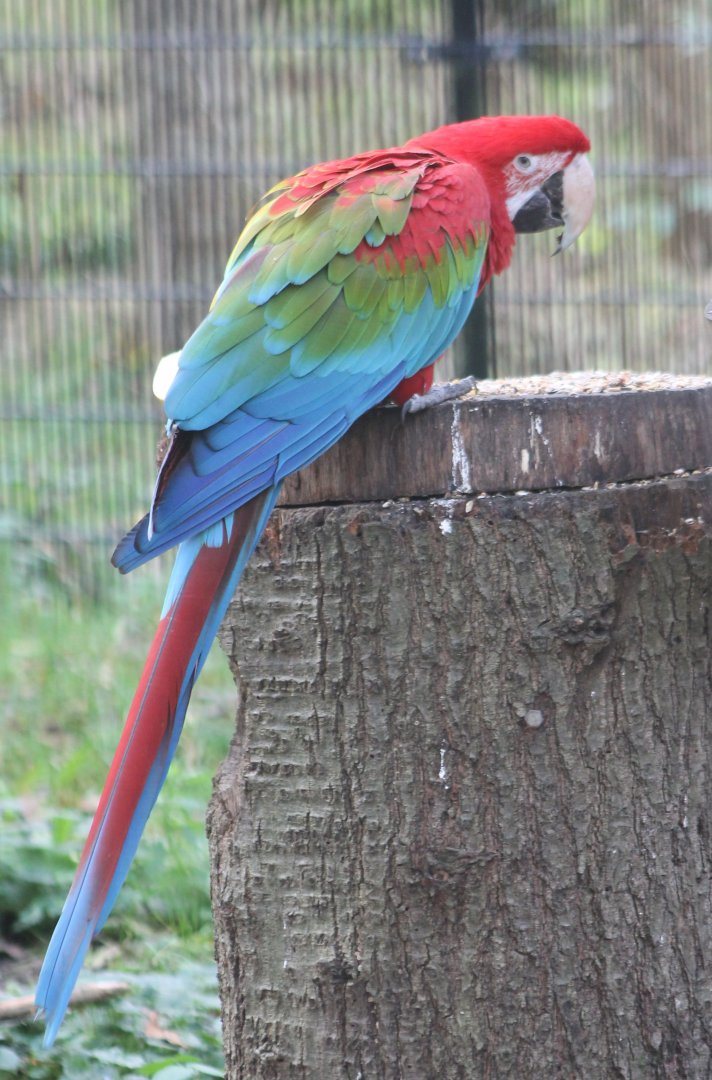 Green-winged macaw
