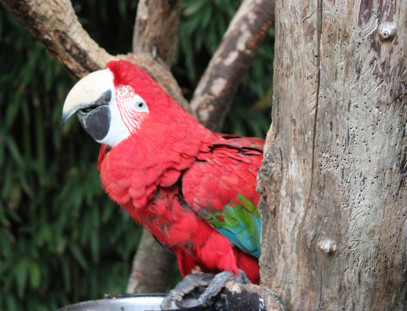 Green-winged macaw