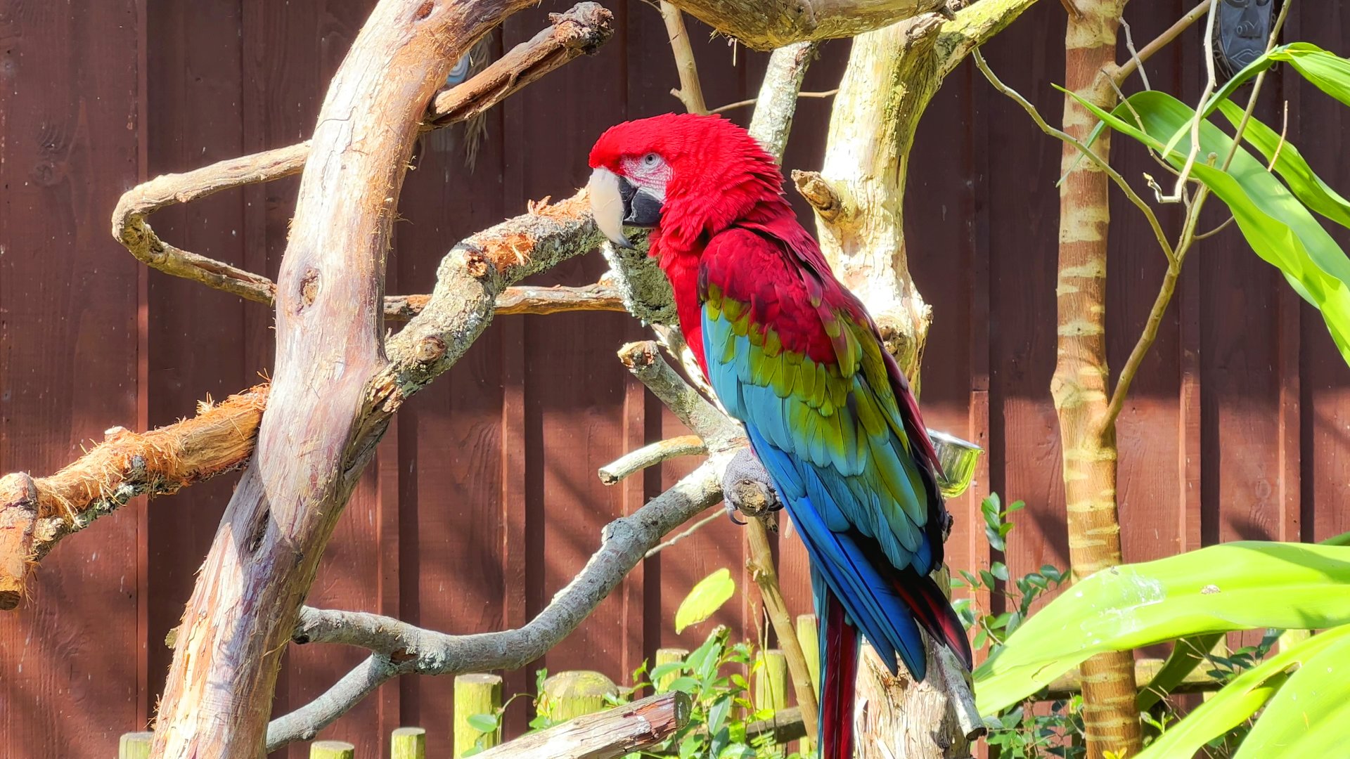 Green-Winged Macaw