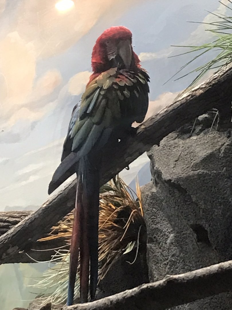 Green-winged Macaw