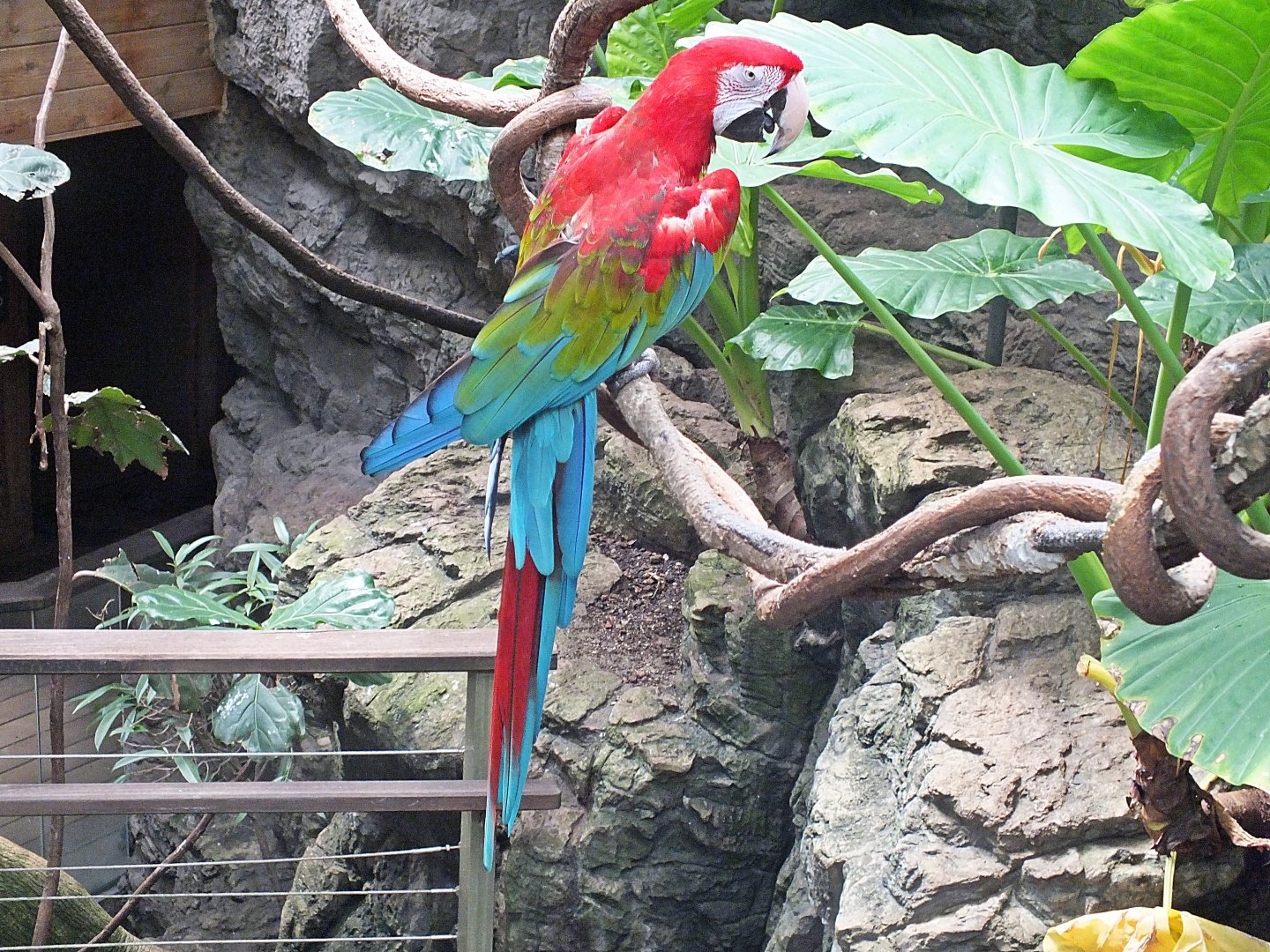 Green-winged macaw