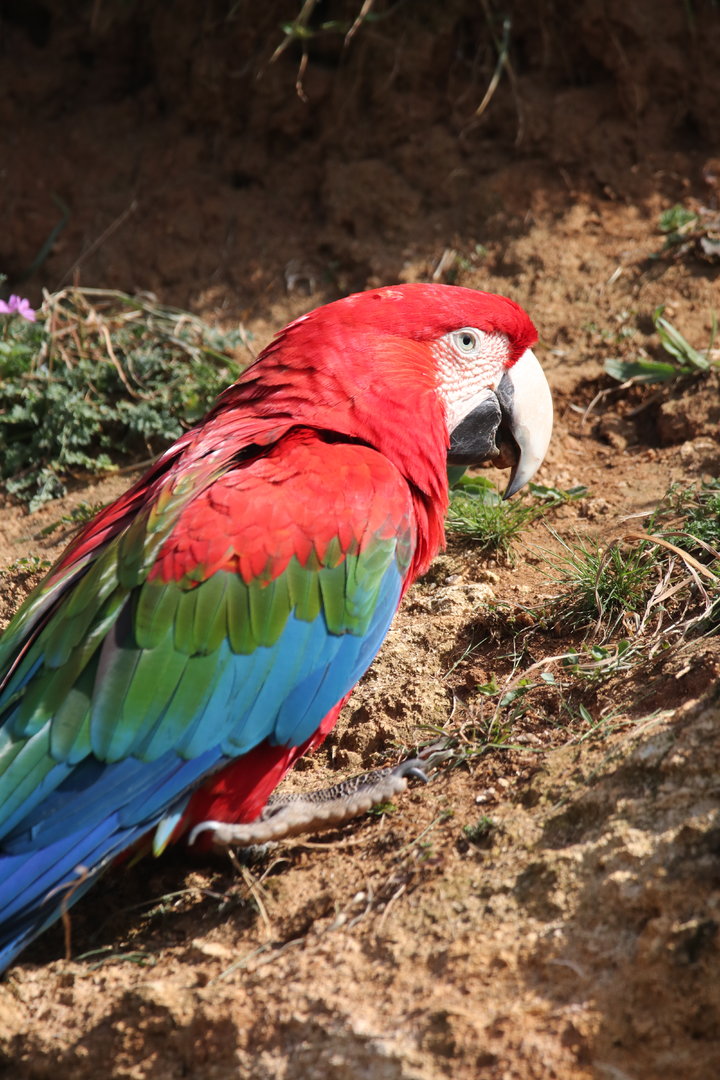 Green-winged macaw