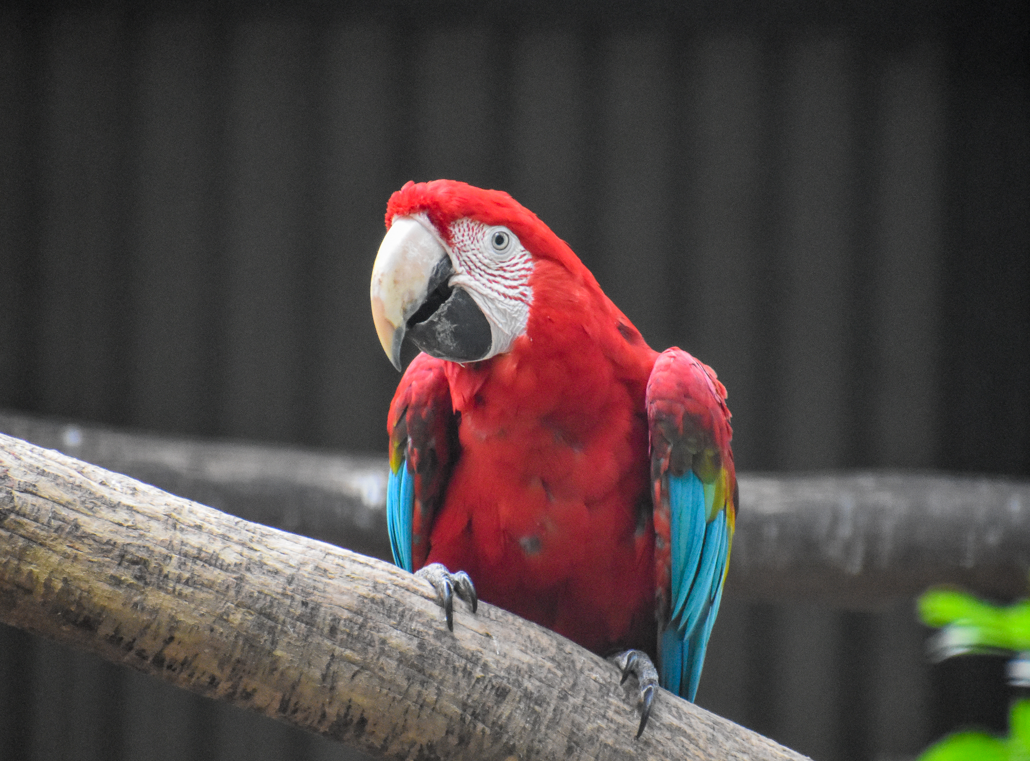 Green-winged Macaw