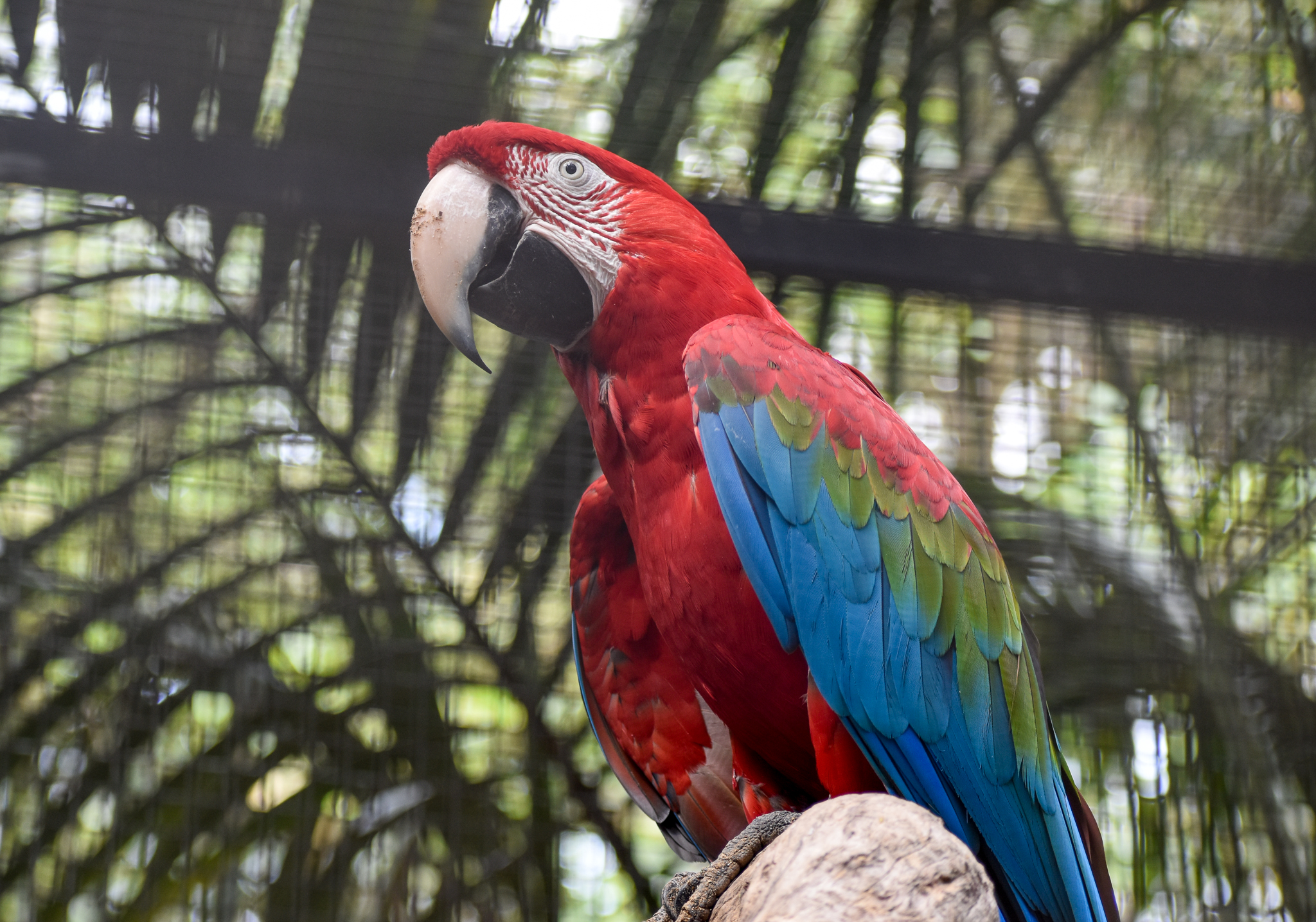 Green-winged Macaw