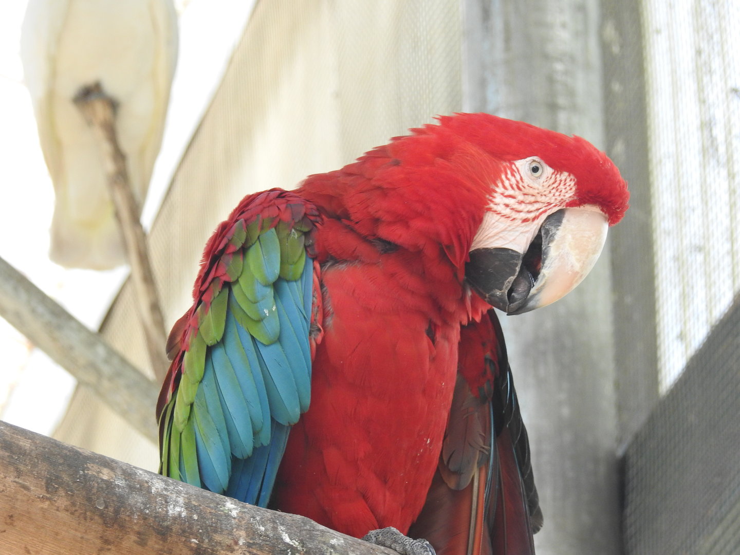 Green-Winged Macaw