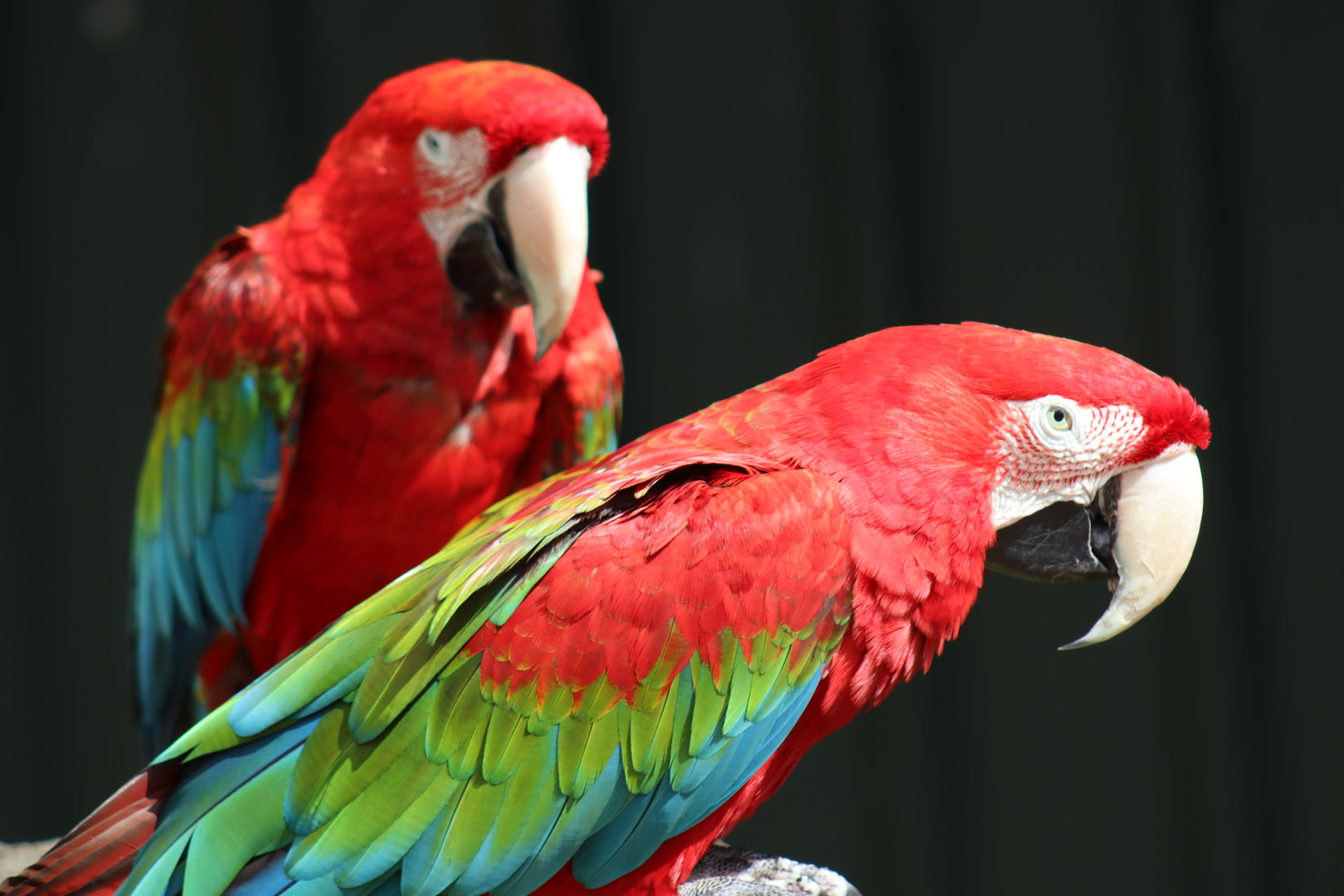 Green-winged Macaw