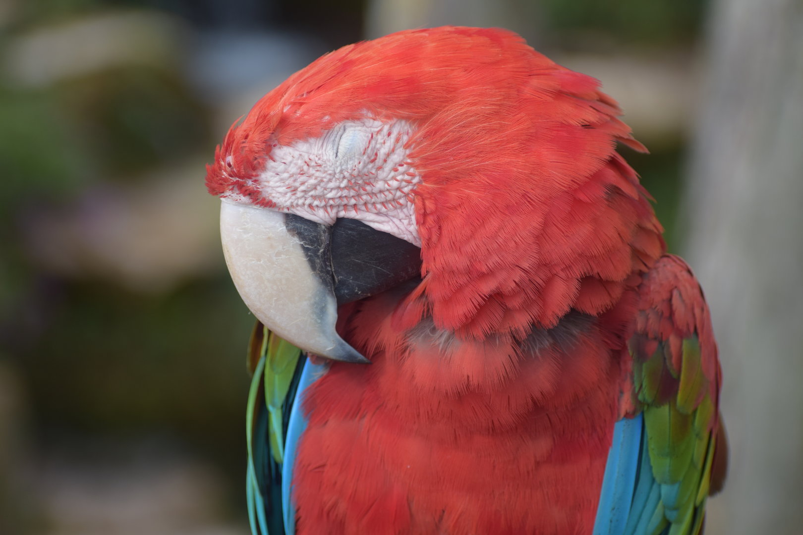 Green-winged macaw