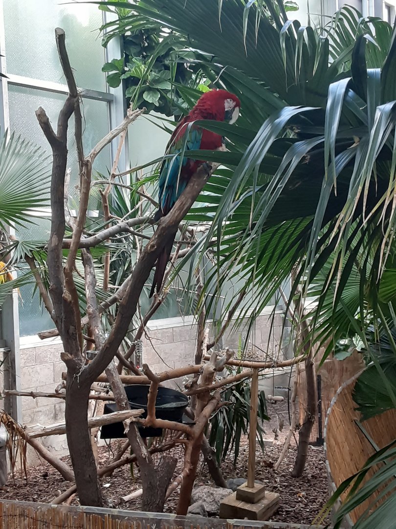 Green-Winged Macaw