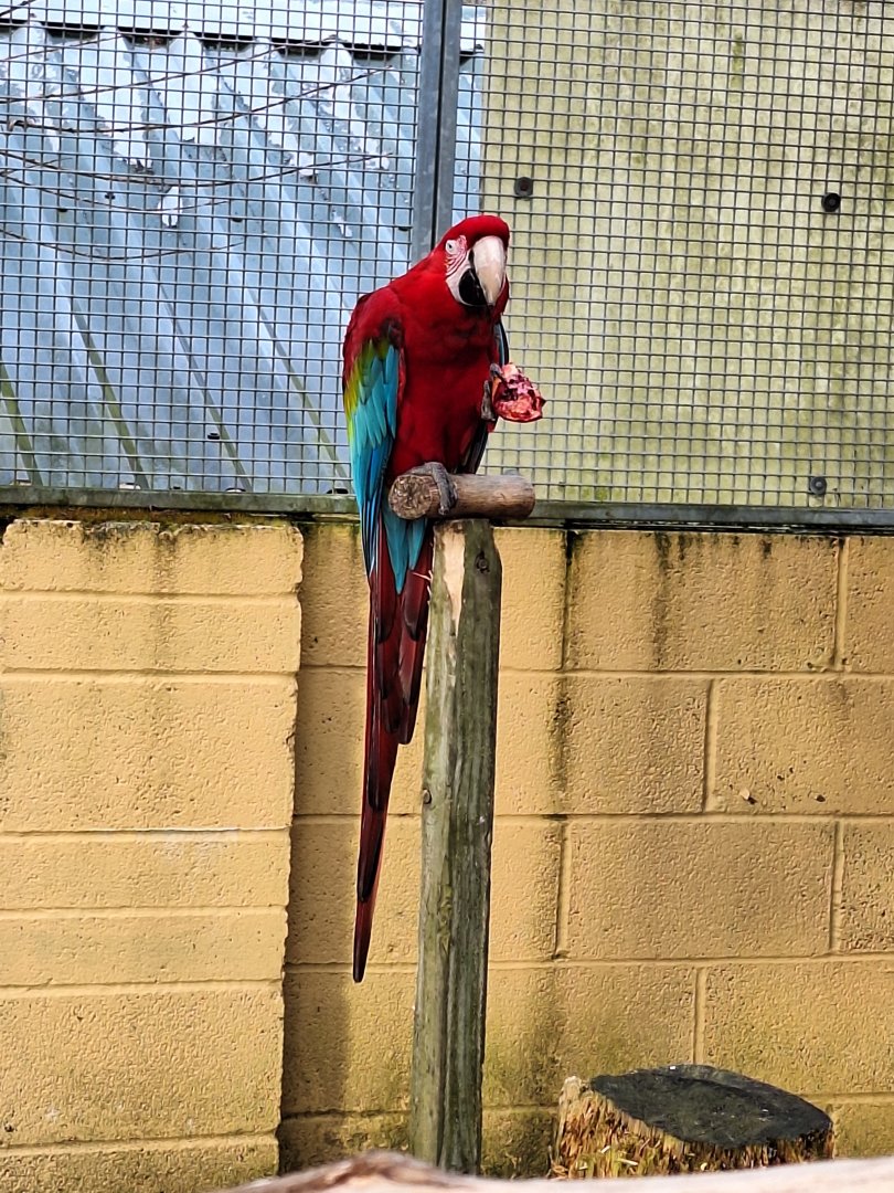 Green-winged Macaw