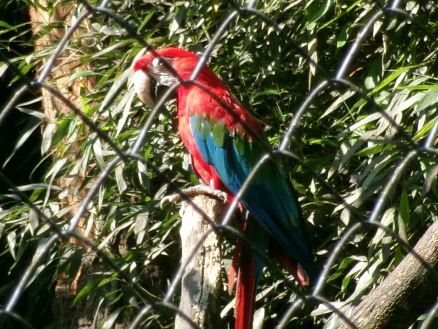 Green-winged macaw