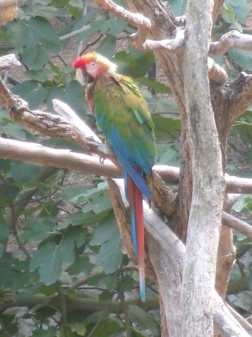 Green-winged macaw