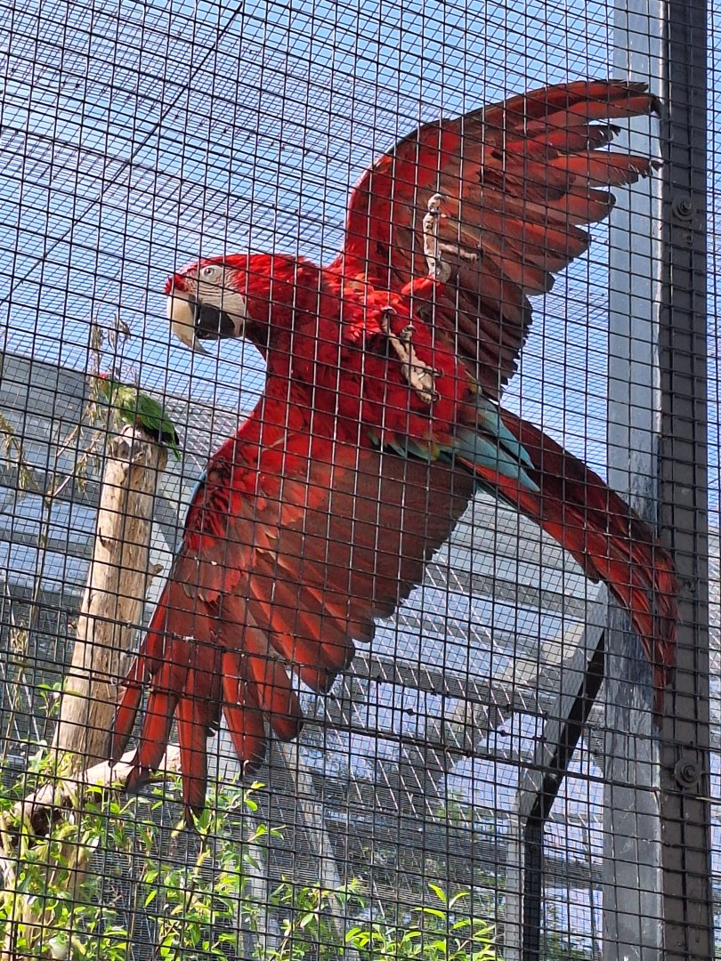 Green-winged Macaw