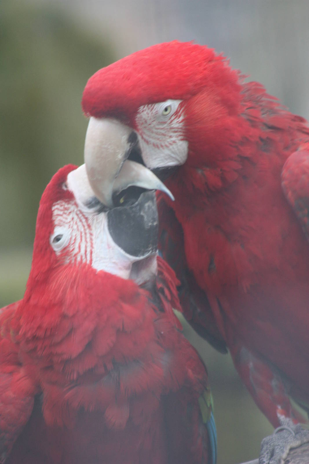 Green-winged Macaws, 18th February 2015