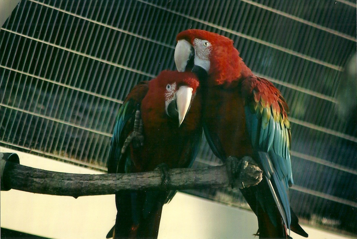 Green-winged Macaws 1st November 2012