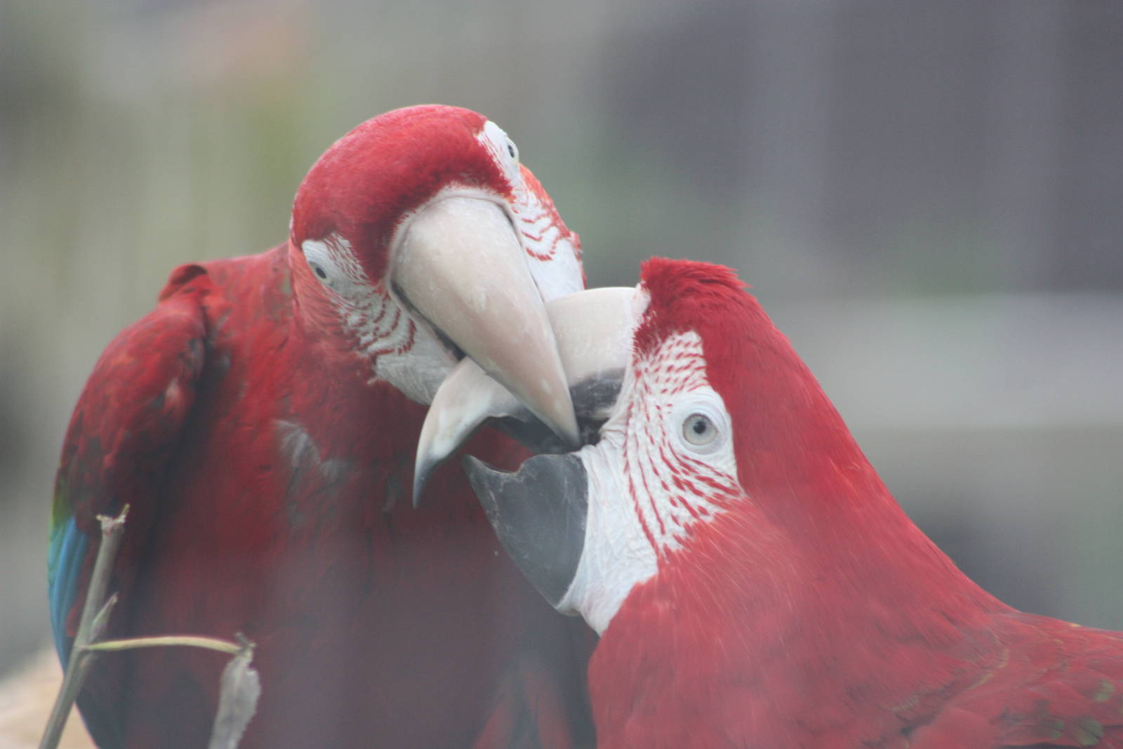 Green-winged Macaws, 7th July 2014