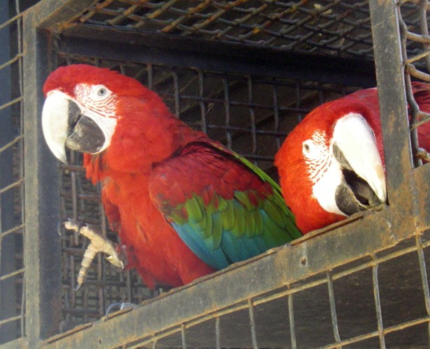 Green-winged Macaws (Ara chloroptera)