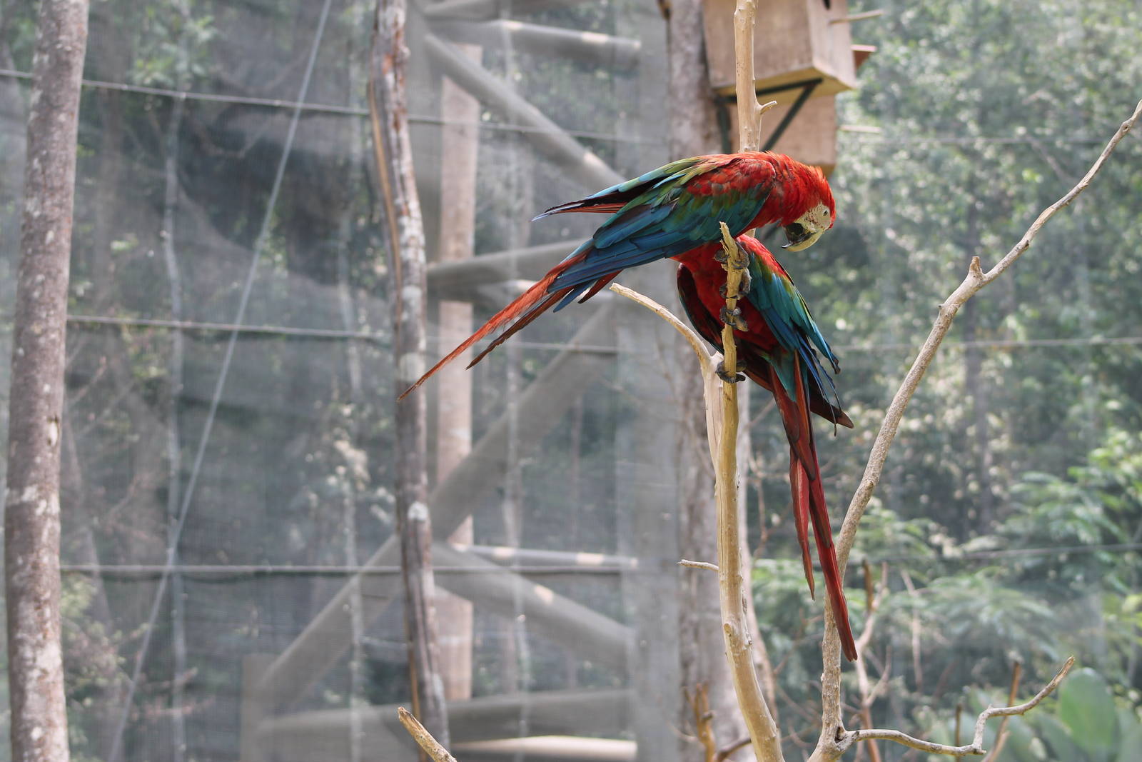 Green-winged Macaws (Ara chloroptera)
