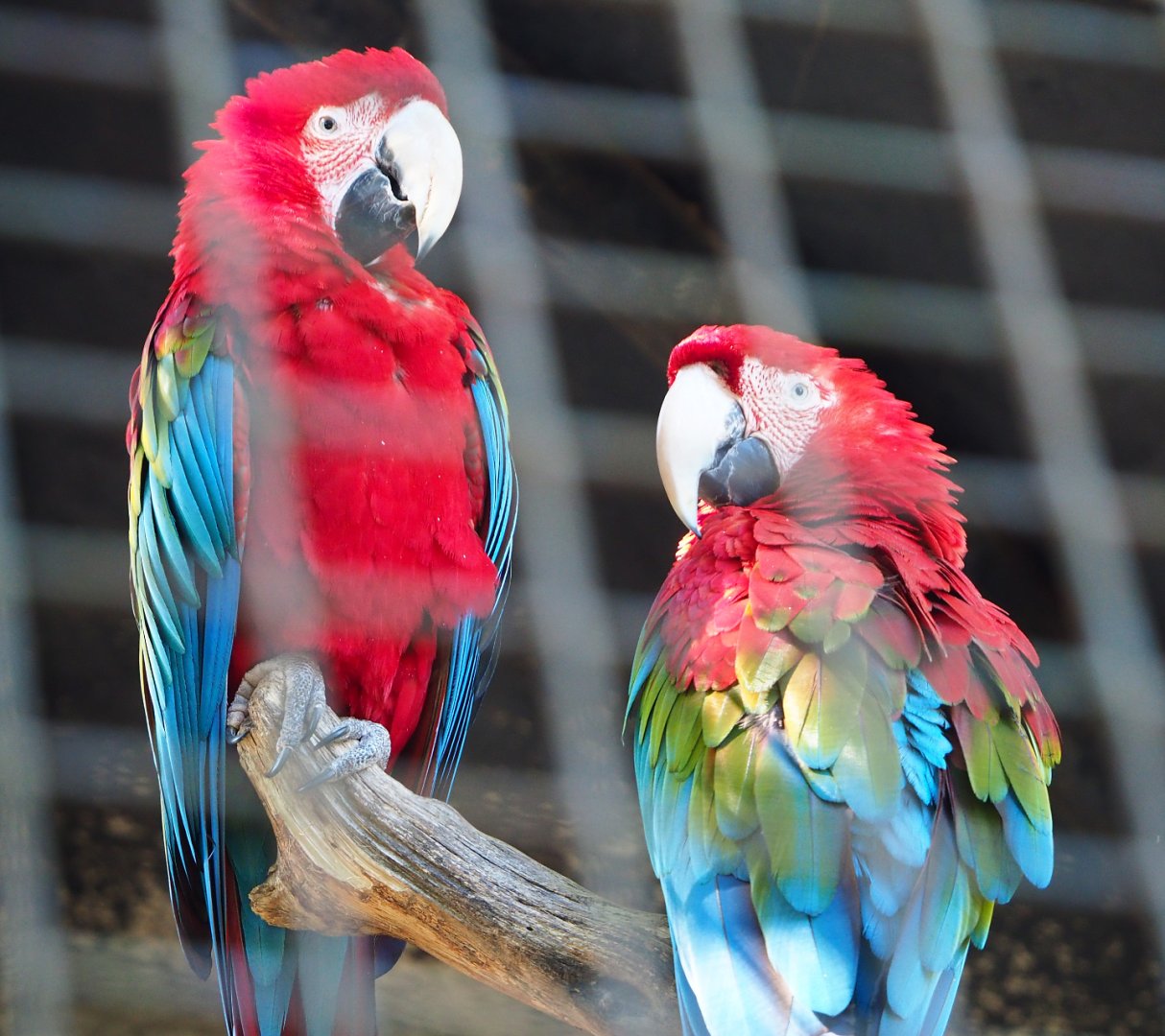 Green-winged macaws (Ara chloropterus), 2020-06-20