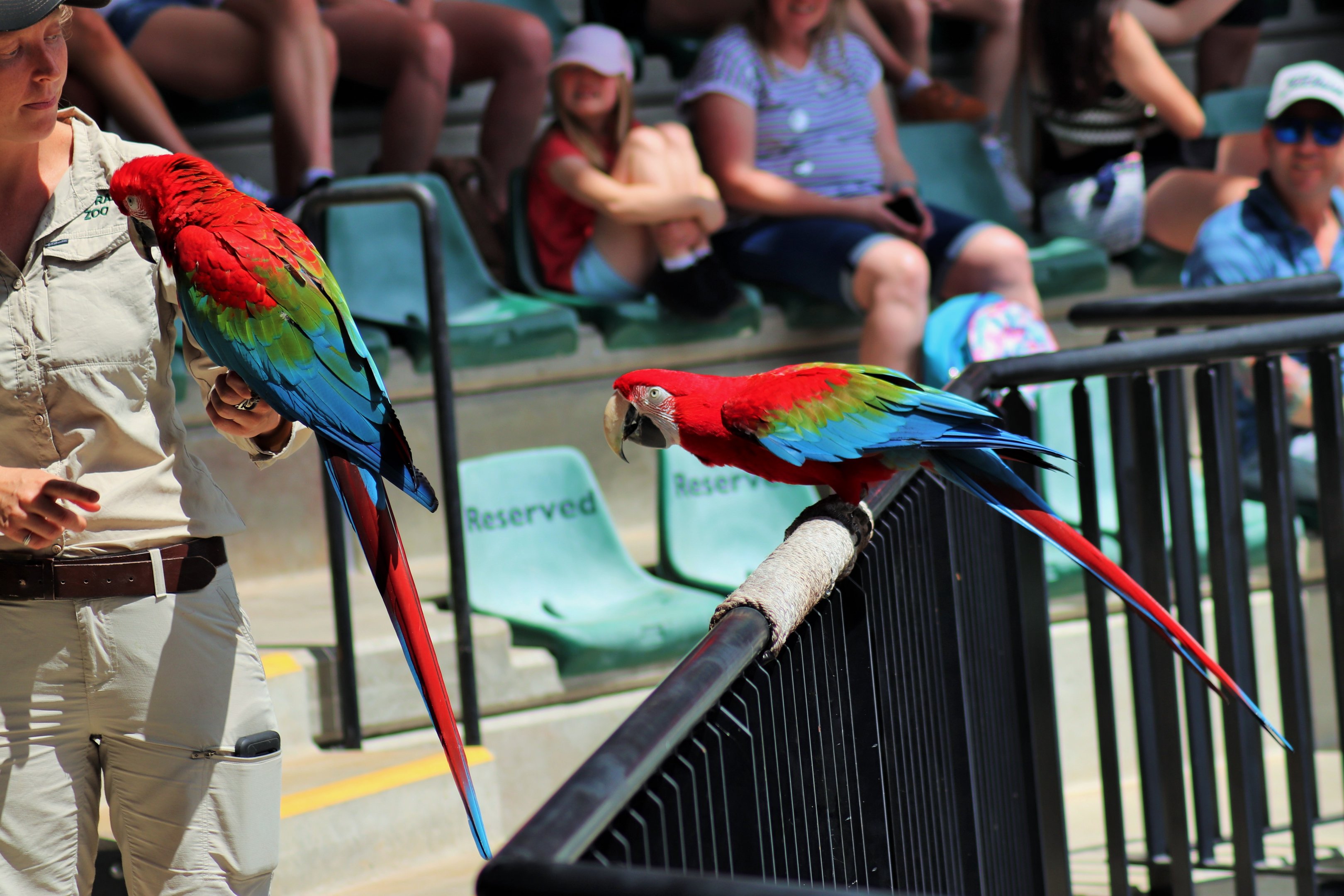 Green-winged Macaws (Ara chloropterus)