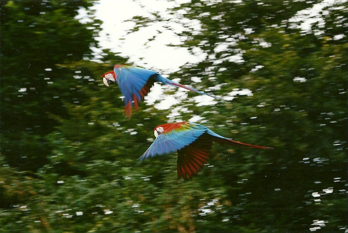 Green-winged Macaws in flight 3rd August 2012
