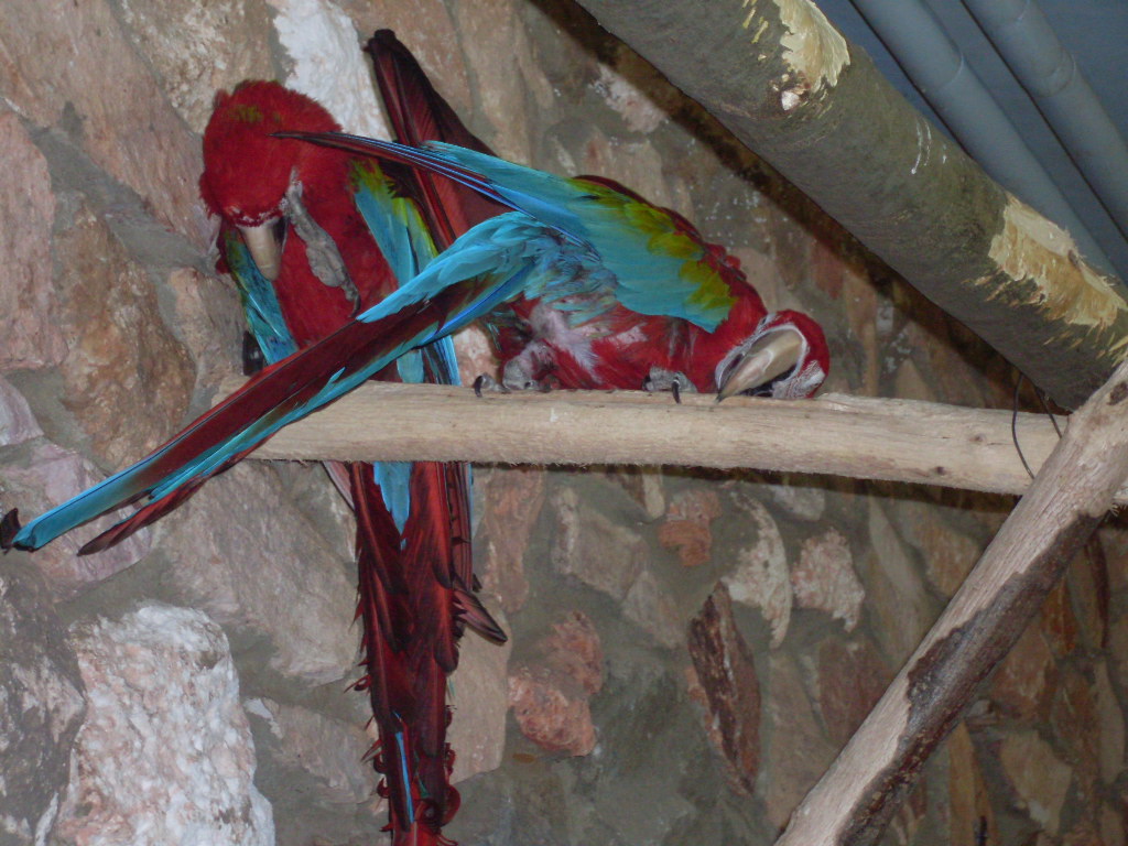 Green-winged macaws in Tropical House