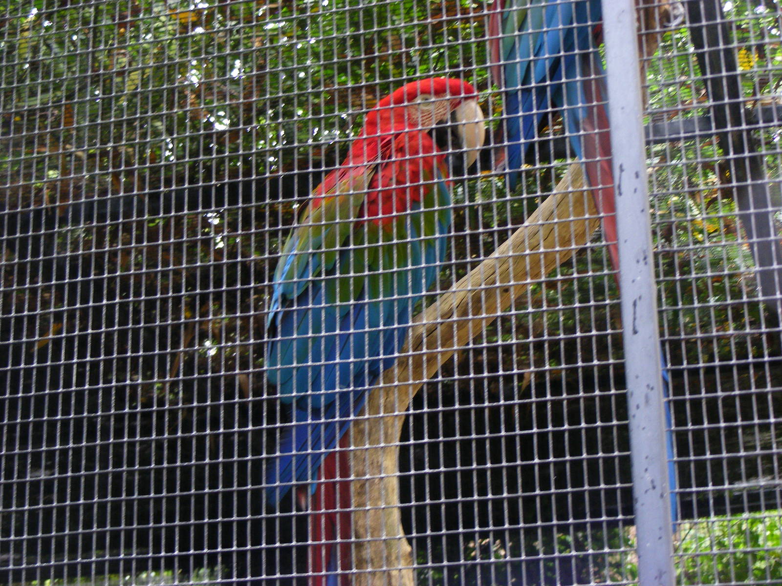 Green-winged Macaws - January, 2010