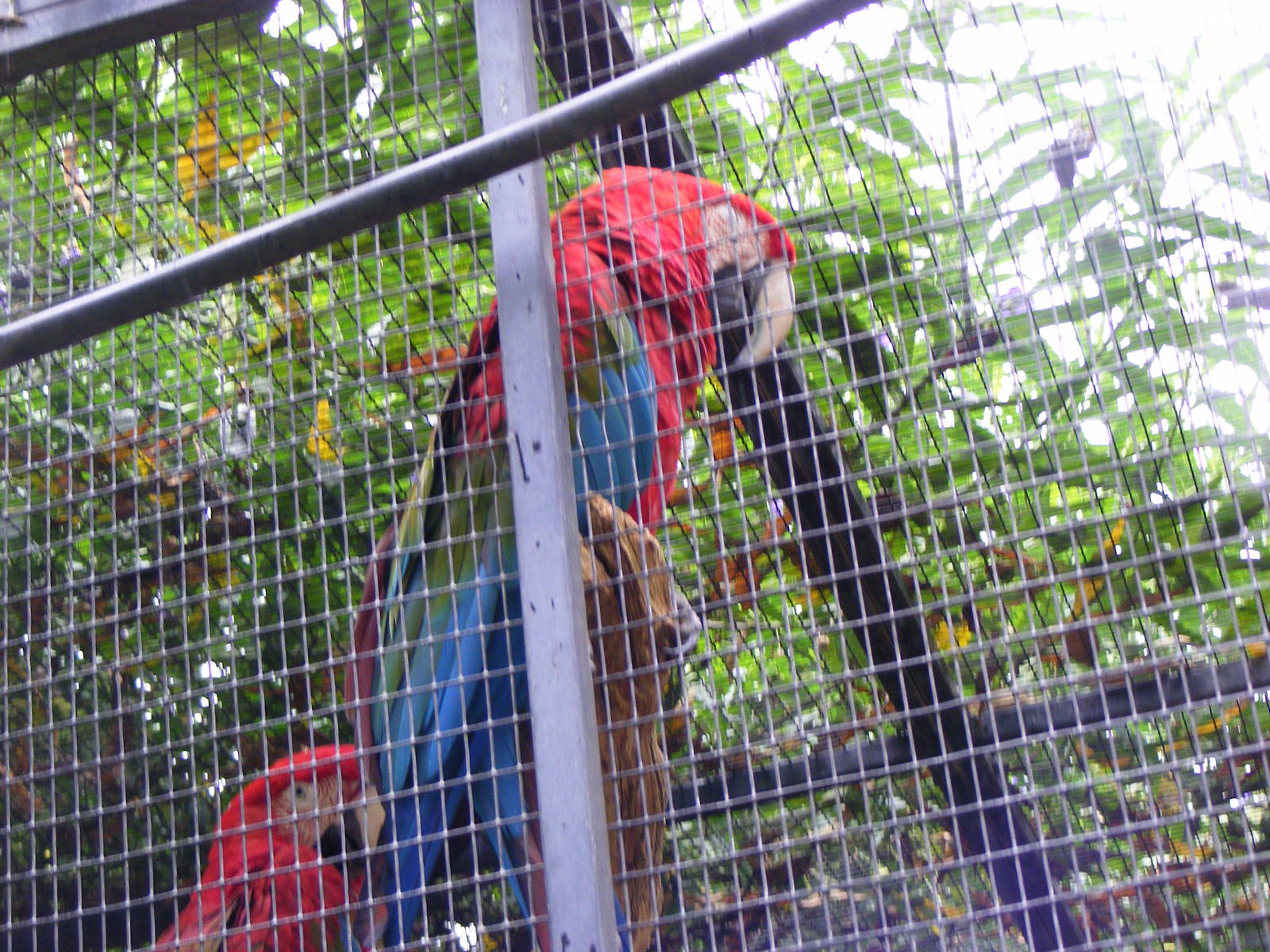 Green-winged Macaws - January, 2010