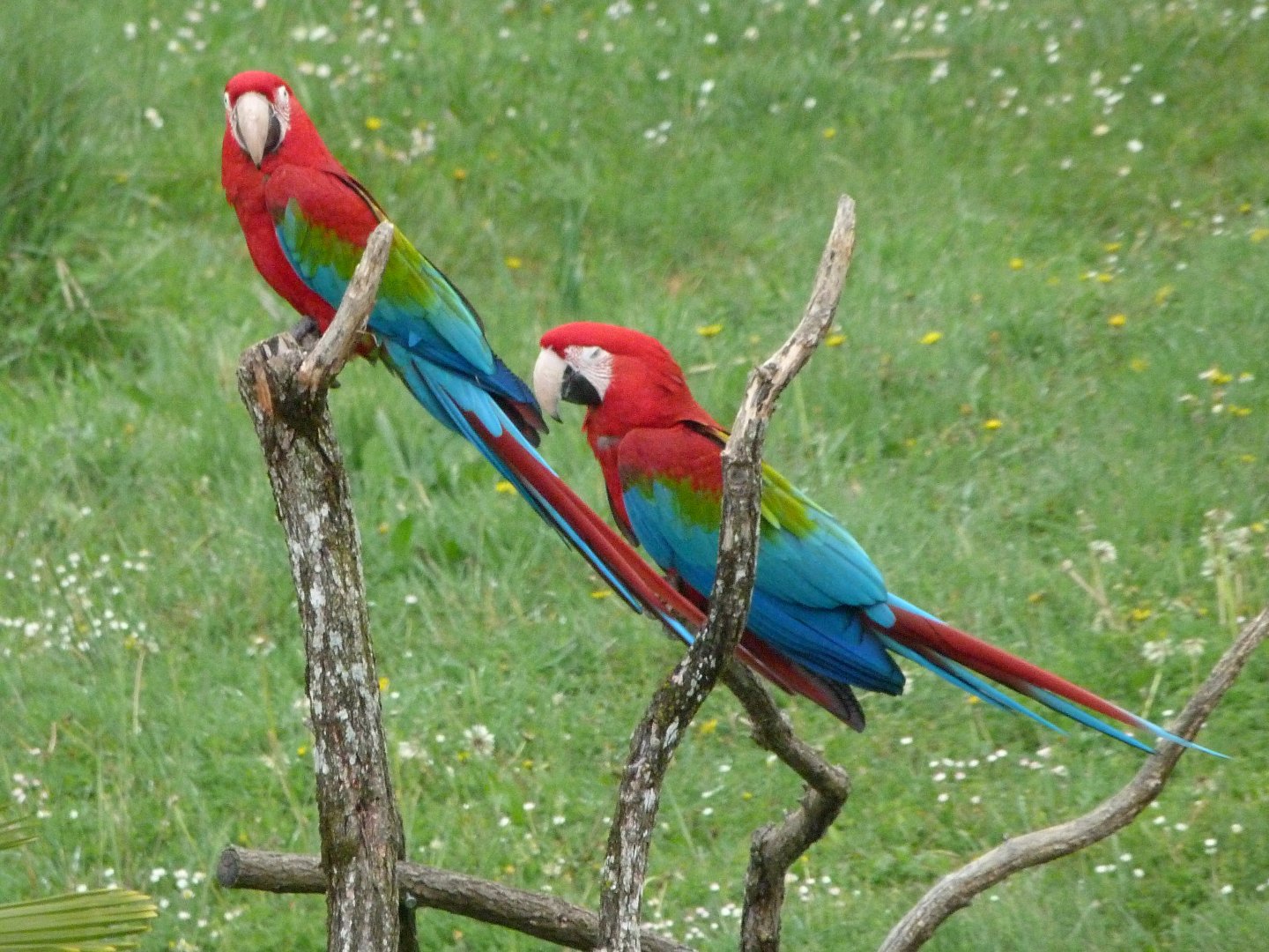 Green-winged macaws -ZooParc de Beauval (2025)