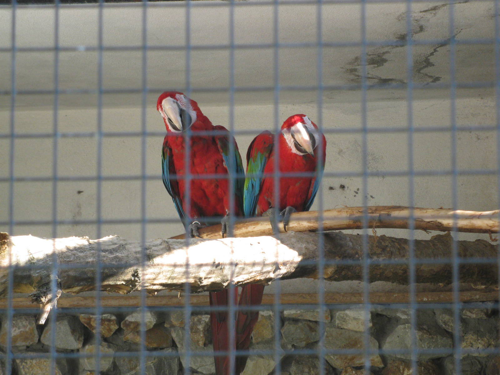 Green-winged macaws
