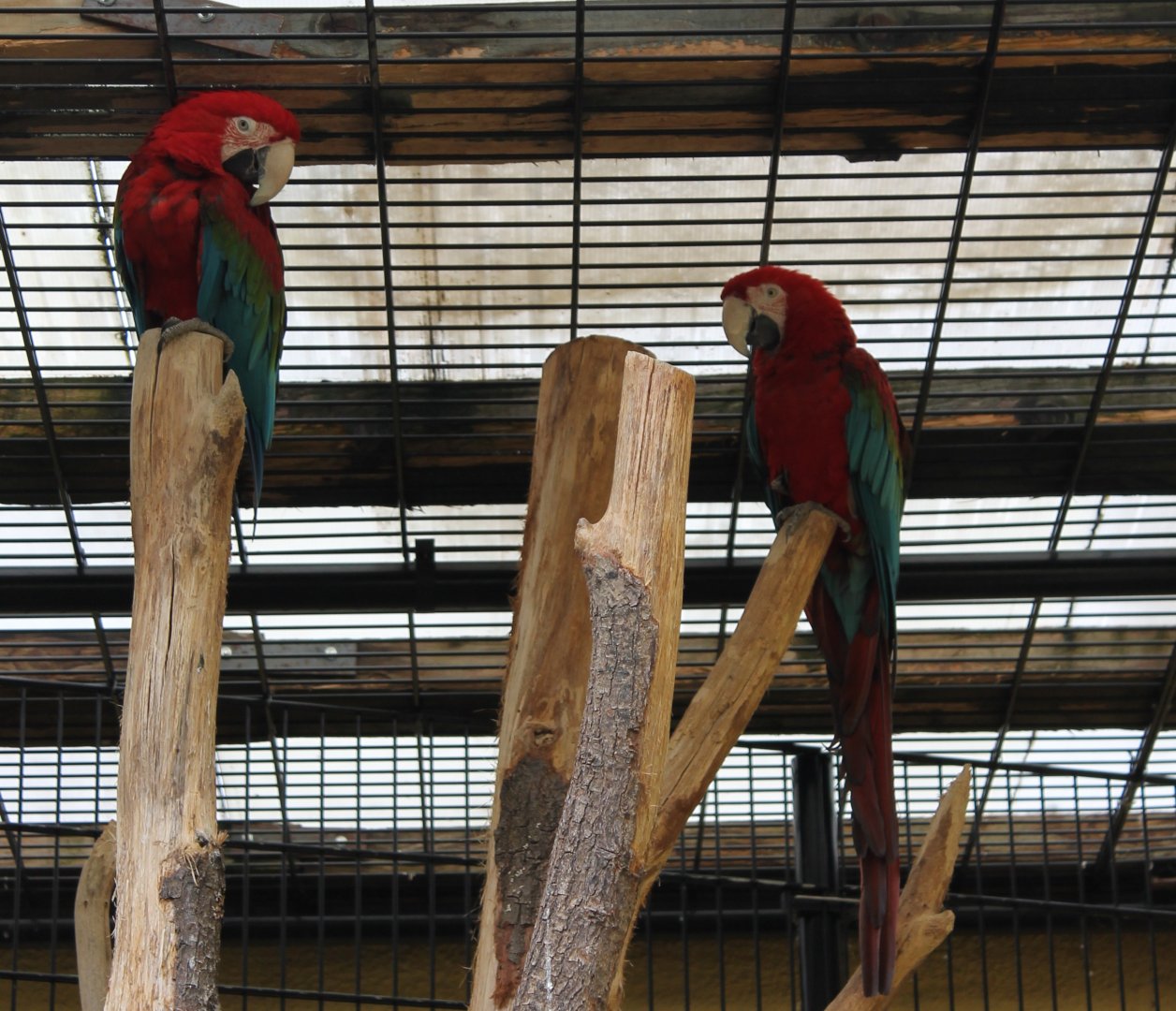 Green-winged macaws