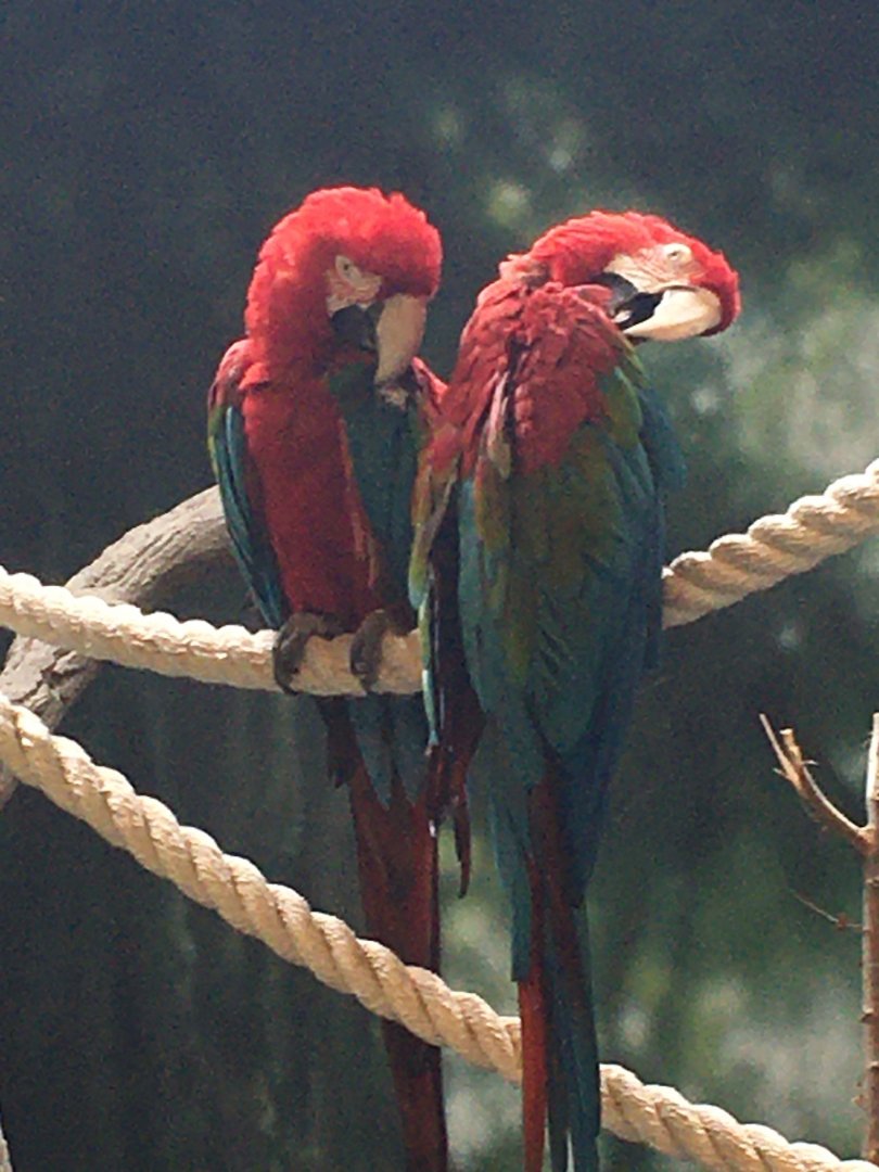 Green-Winged Macaws