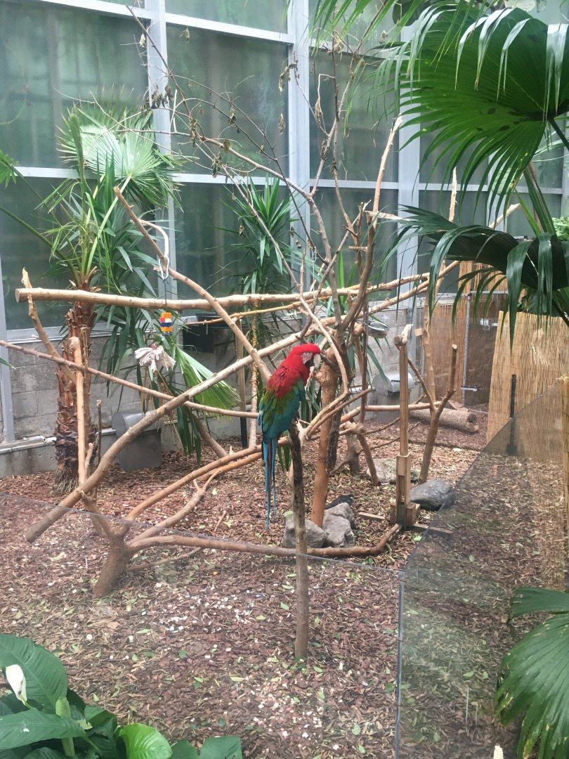 Green-winged macaws