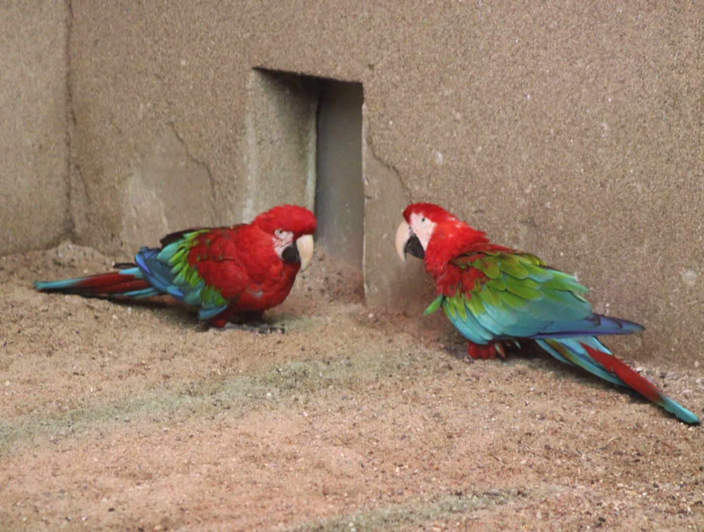 Green-winged macaws