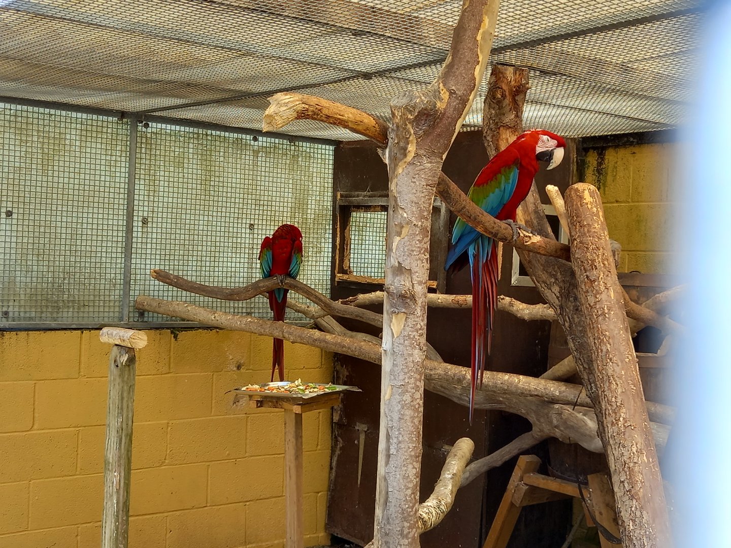 Green-winged Macaws