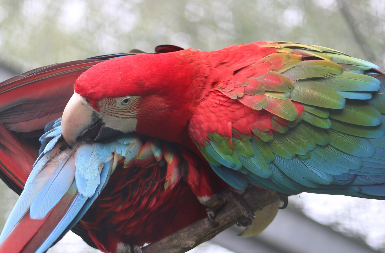 Green-winged macaws