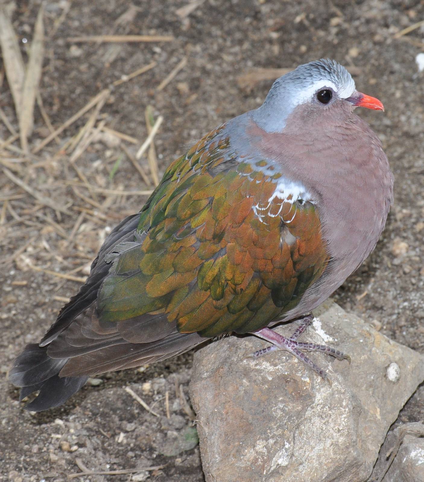 Green-winged pigeon (Chalcophaps indica)