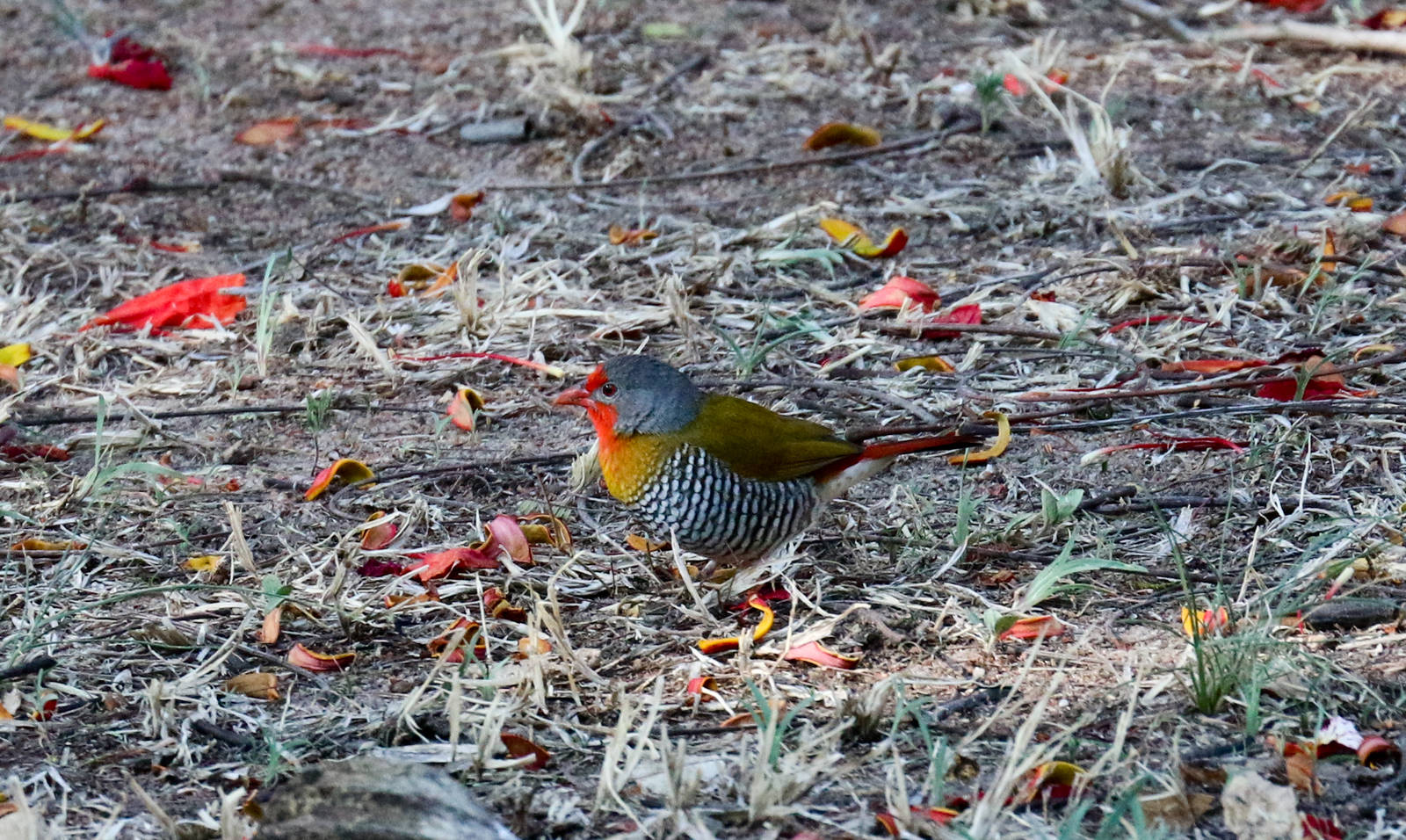 Green-winged Pytilia