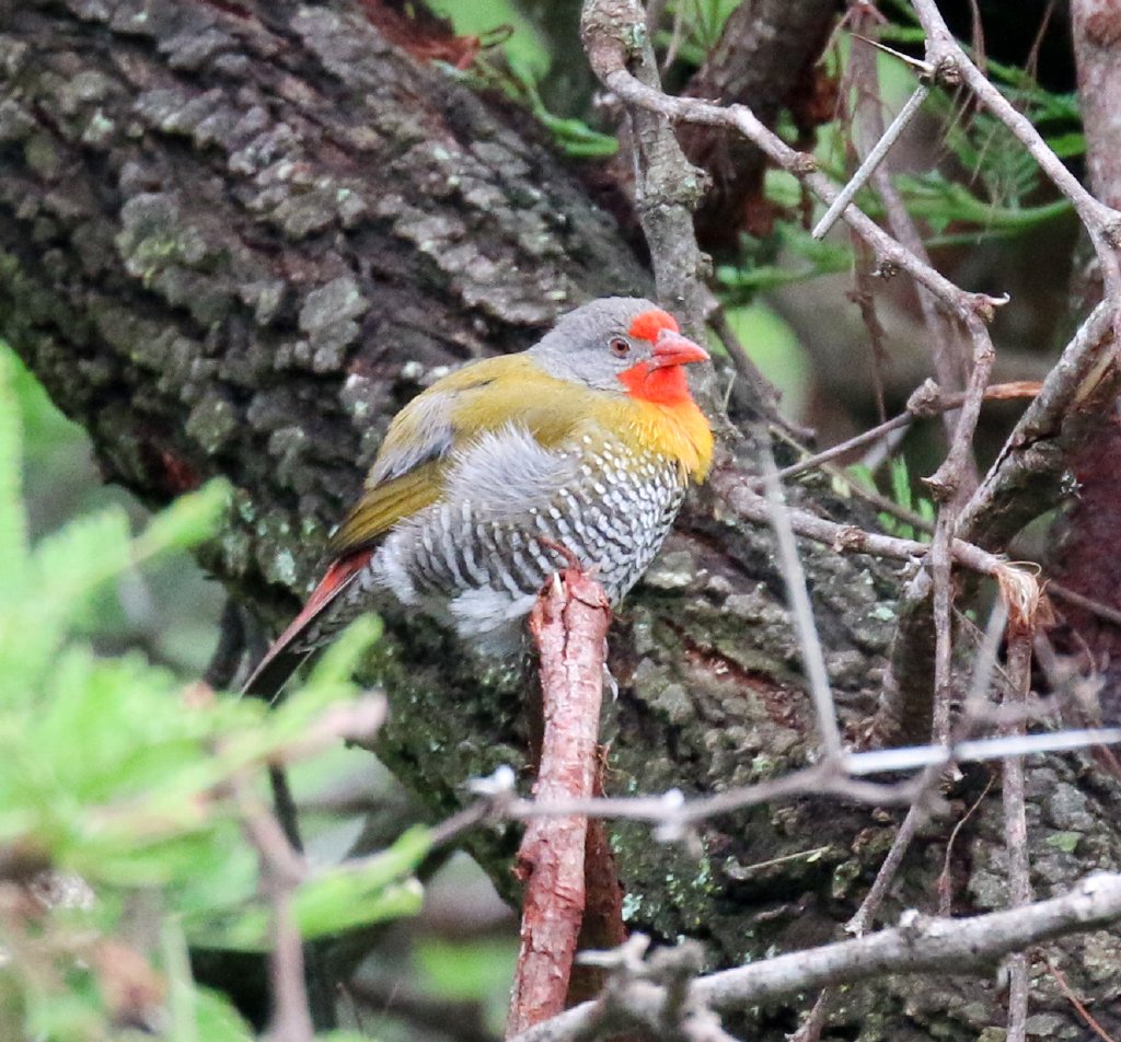 Green Winged Pytilia