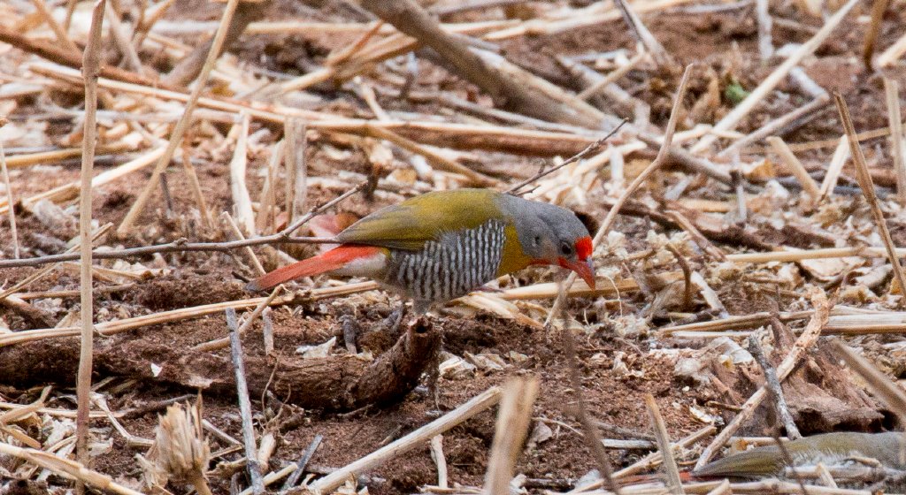 Green-winged Pytilia
