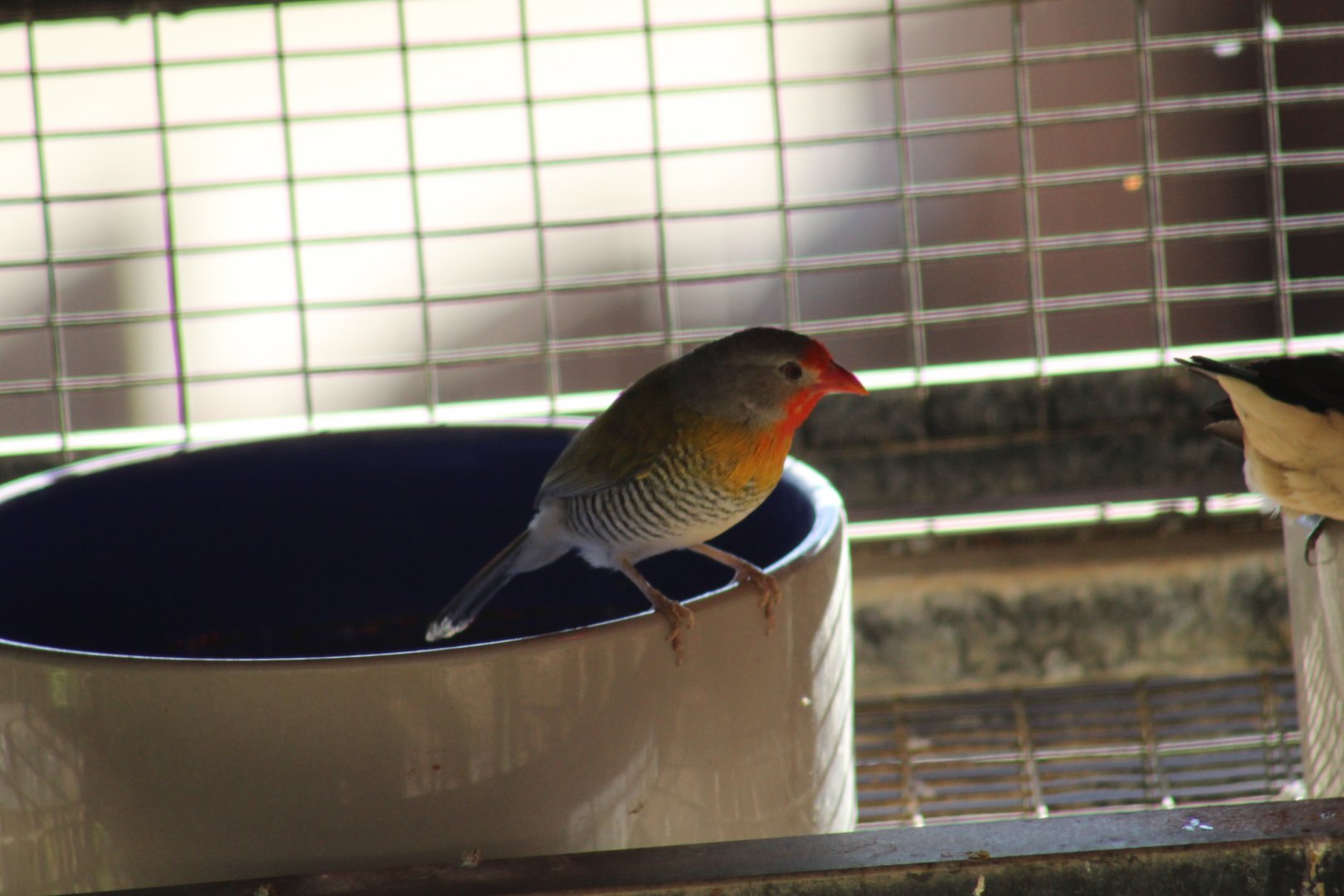 Green-Winged Pytilia