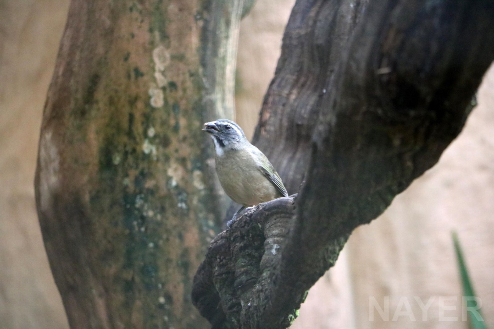 Green-winged saltator, 2016