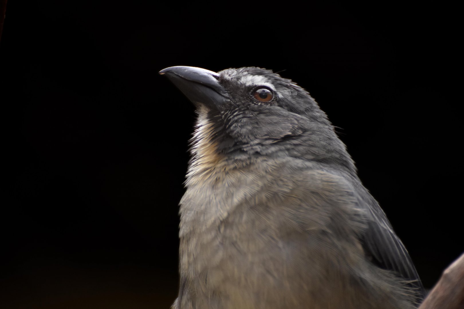 Green-winged Saltator (Saltator similis)
