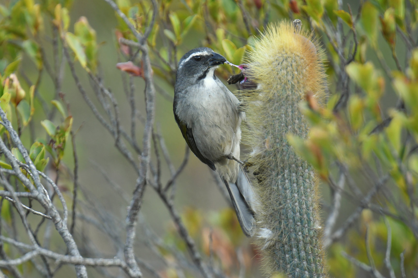 Green-winged Saltator Saltator similis