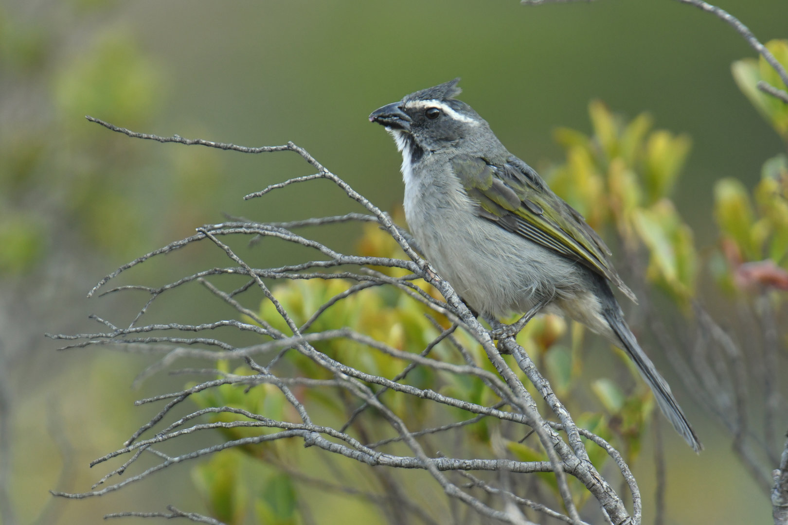 Green-winged Saltator Saltator similis