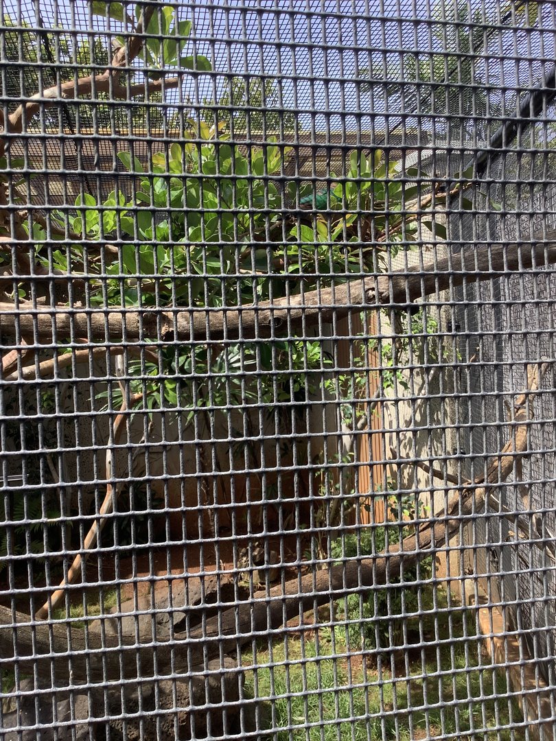 Green Winged Teal 3/25/23
