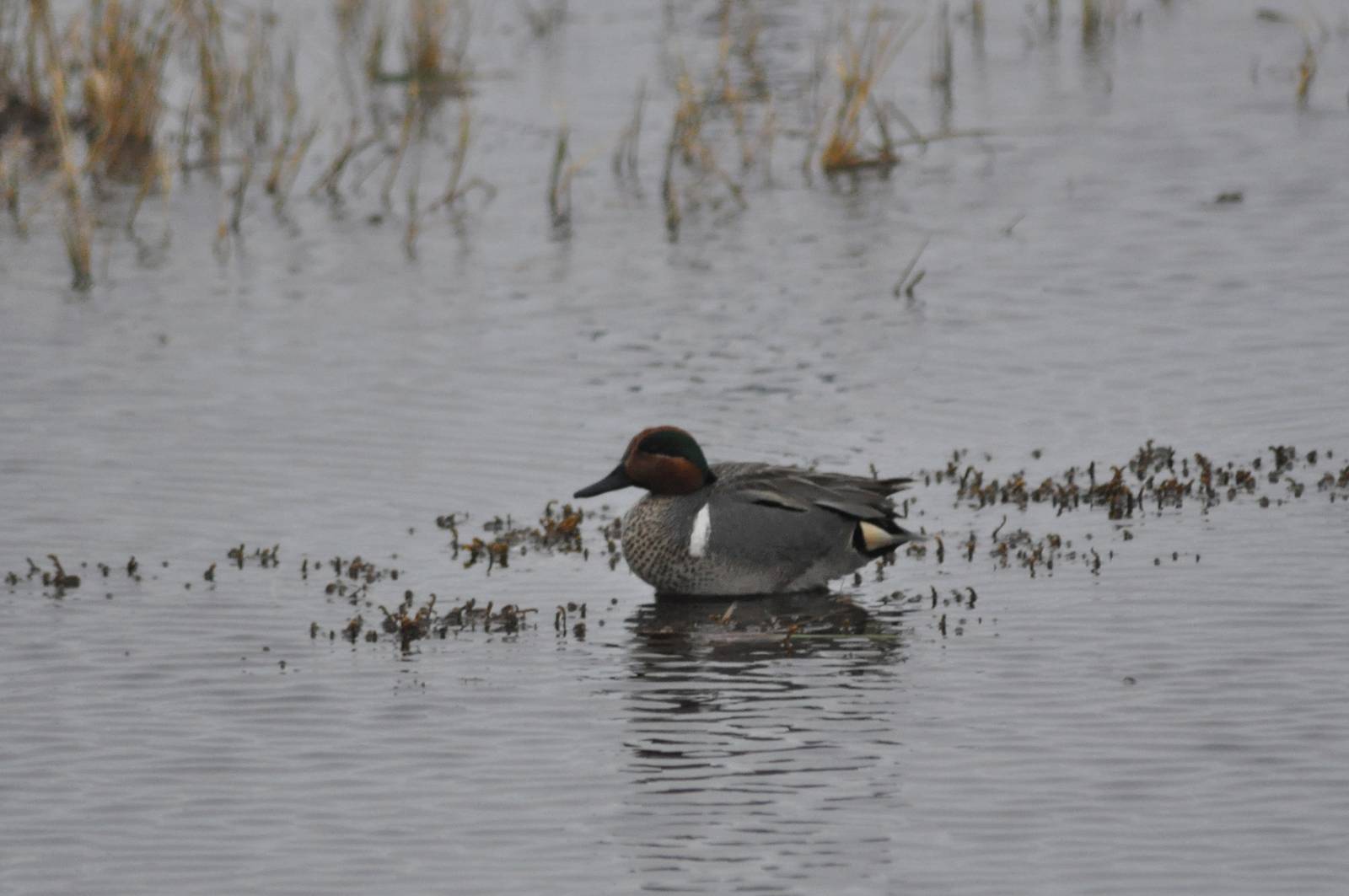 Green-winged Teal - Alaska