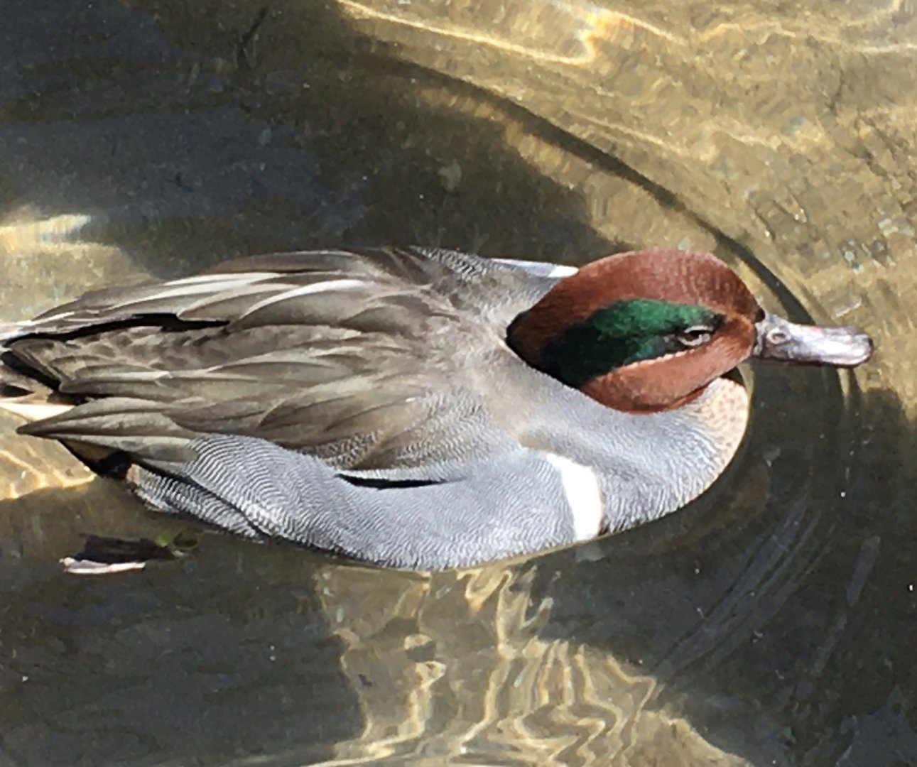 Green-Winged Teal (Anas carolinensis)