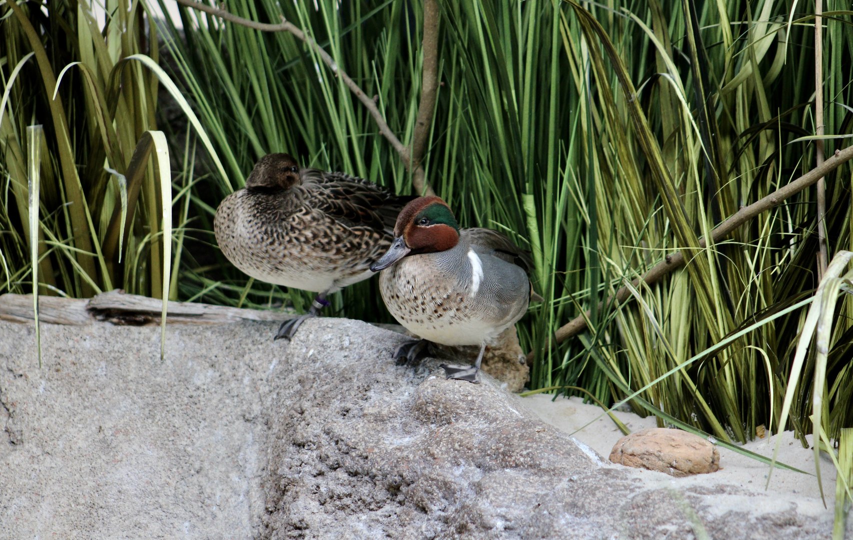 Green-Winged Teal (Anas carolinensis)