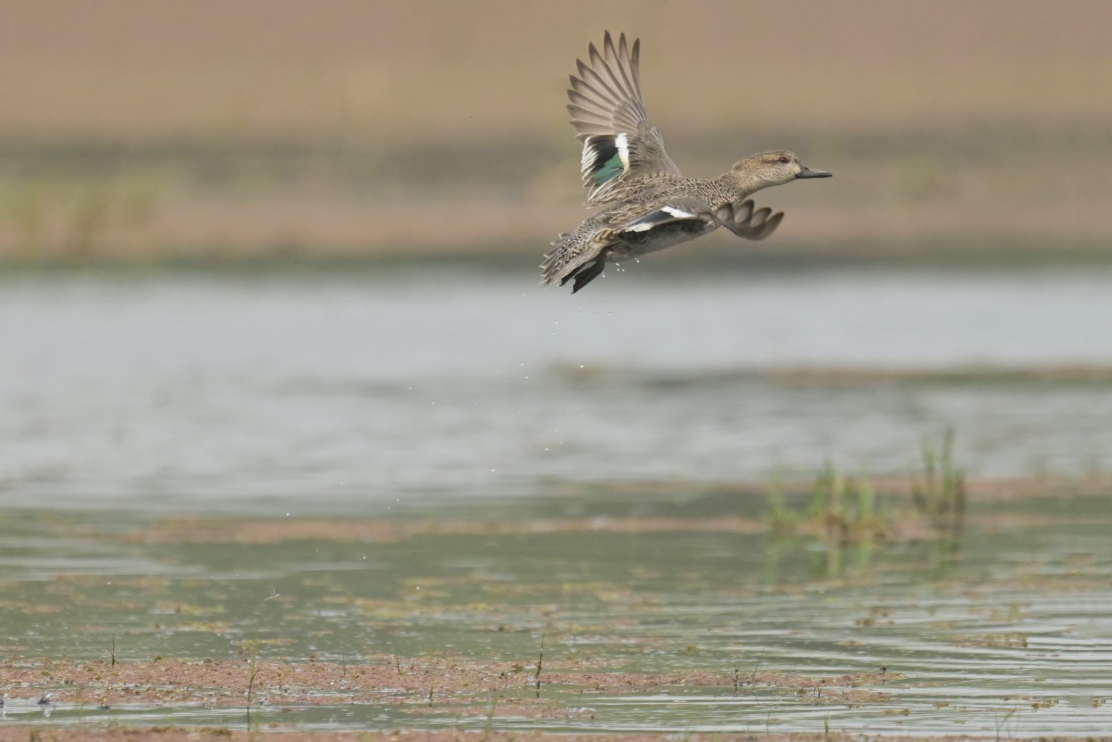 Green-winged Teal Anas crecca