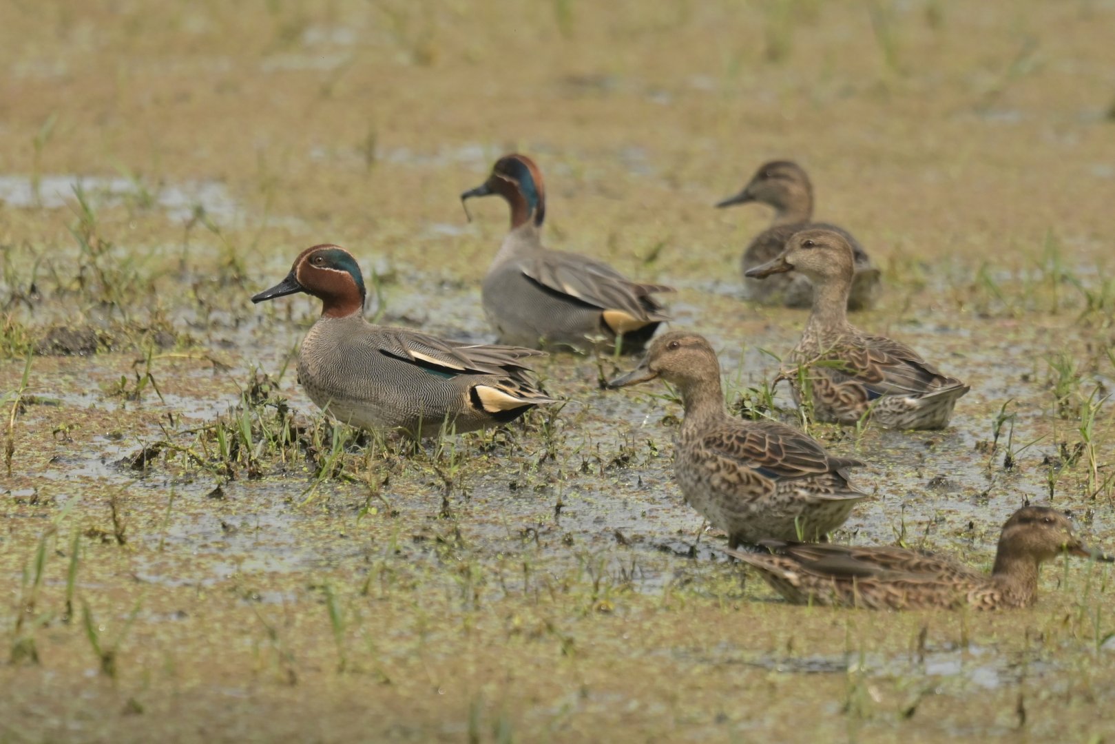 Green-winged Teal Anas crecca